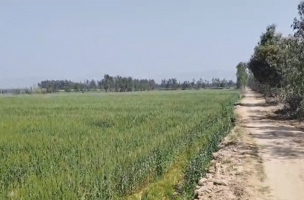 11 Acre Land in Kalagarh Uttar Pradesh
