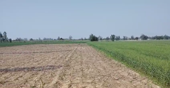 kalagarh agriculture land for sale- 11 acers