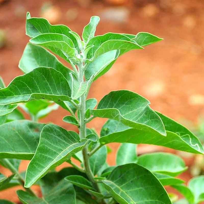 Ashwagandha