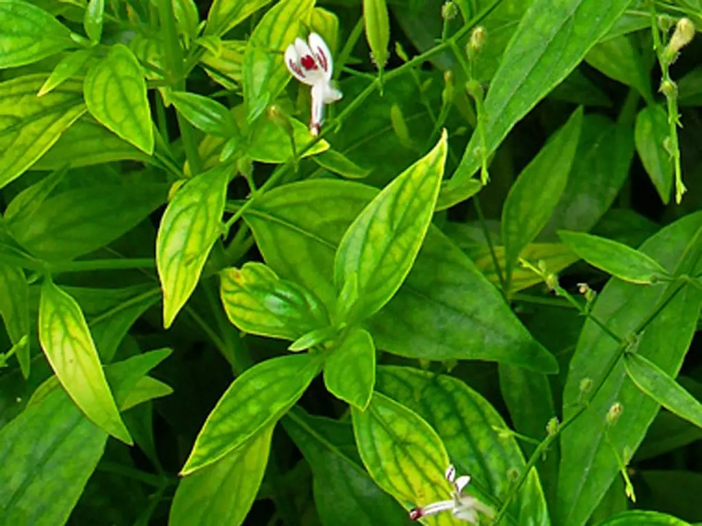 Kalmegh (Andrographis paniculata)