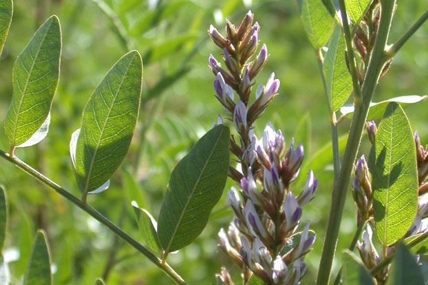 Mulethi (Glycyrrhiza glabra)