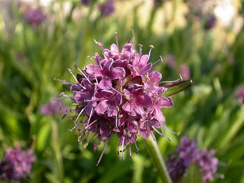 Jatamansi (Nardostachys jatamansi)
Medicinal plants in Uttarakhand