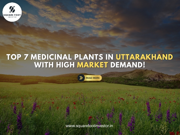 Top 7 medicinal plants in Uttarakhand with high market demand!