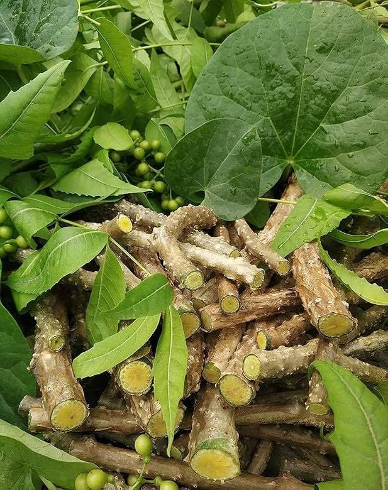 Giloy, Medicinal plants in Uttarakhand