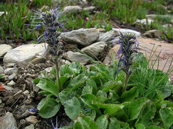 Kutki, Medicinal plants in Uttarakhand