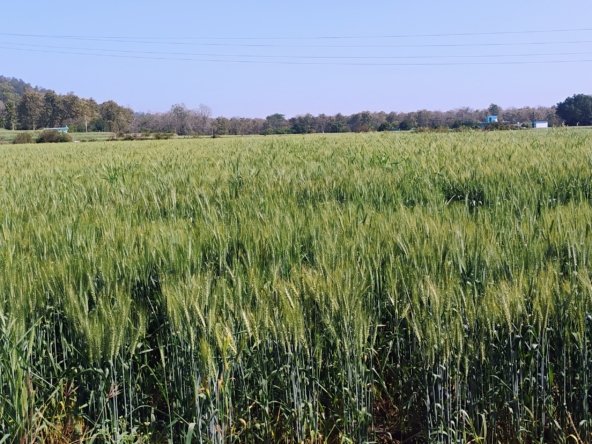 24 bigha land for sale