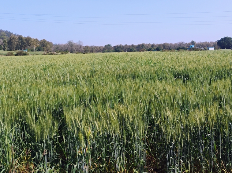 24 bigha land for sale