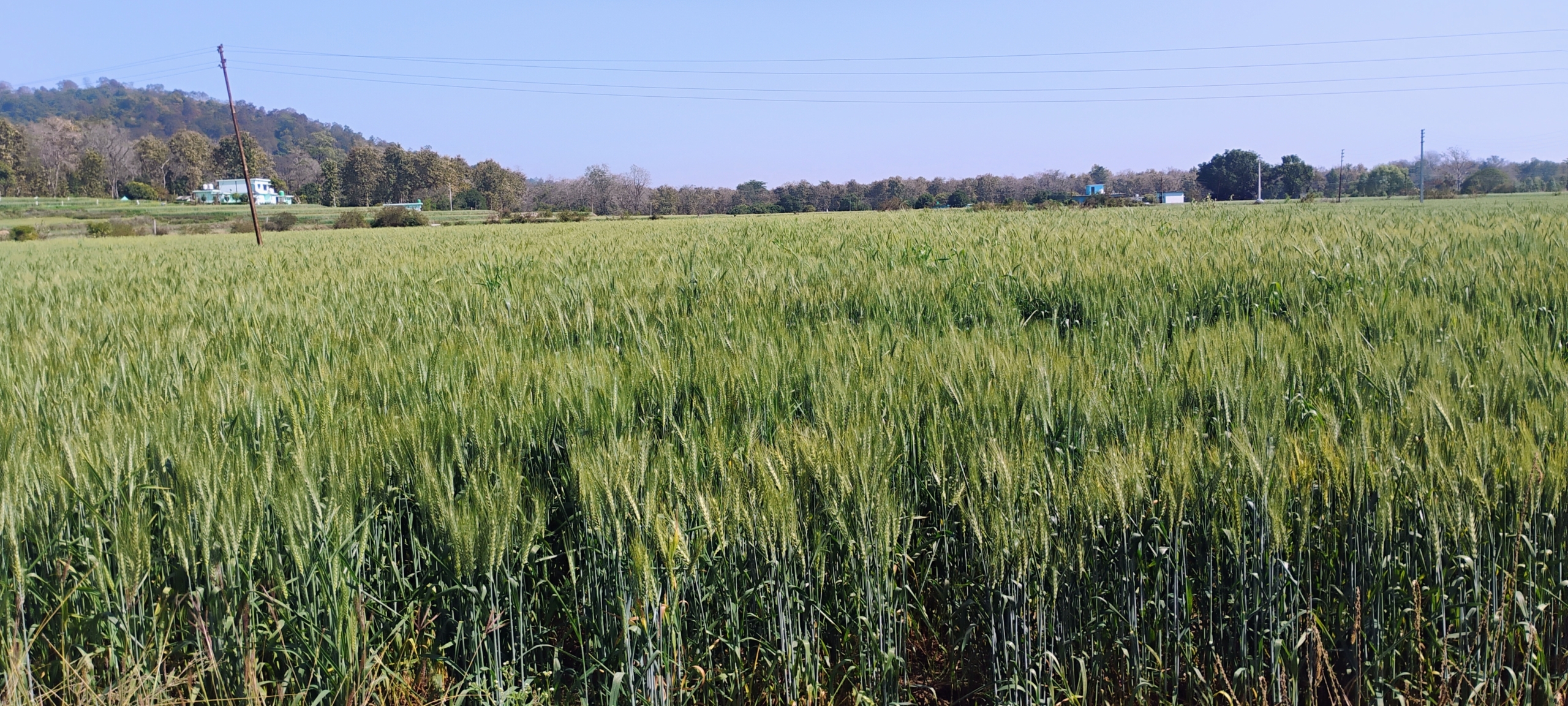 24 bigha land for sale