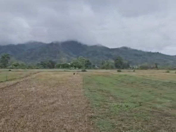 hills view land -2 bigha 4 bishwa