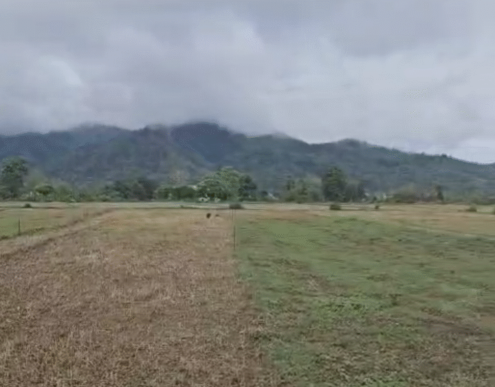 hills view land -2 bigha 4 bishwa