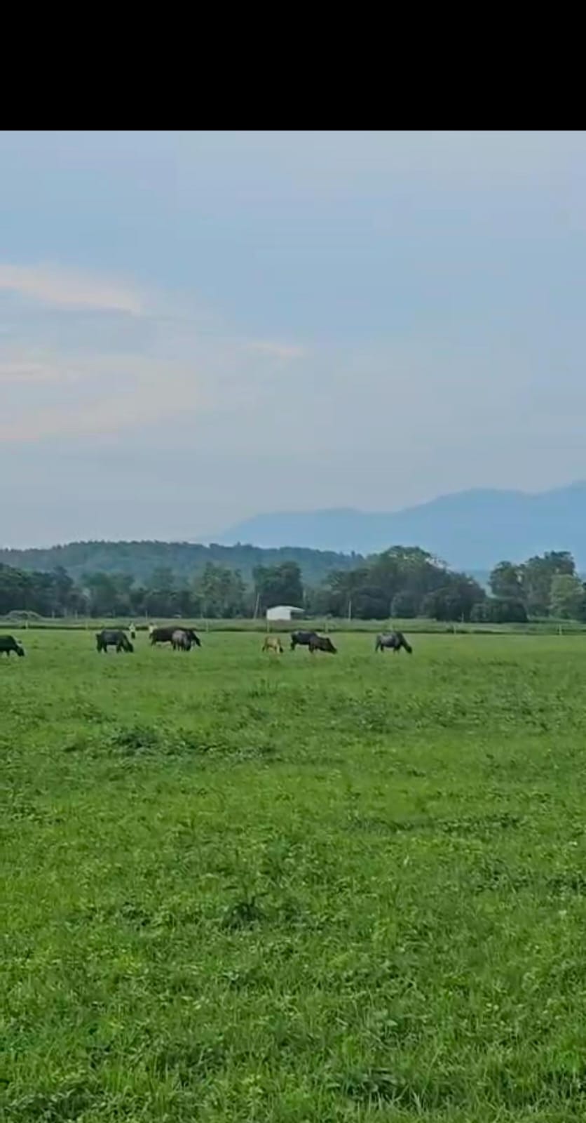land for sale in Bail Parao Village-perfect for personal farmhouse