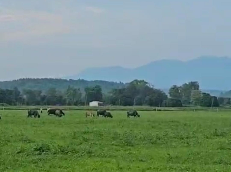 perfect for personal farmhouse-land for sale in bail parao, uttarakhand
