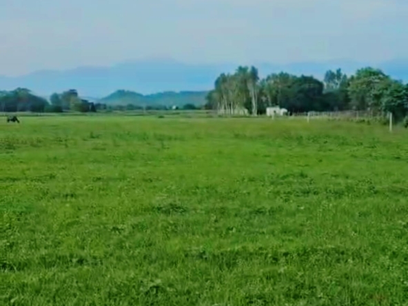 72 Bigha of premium land for sale in Bail Parao Village