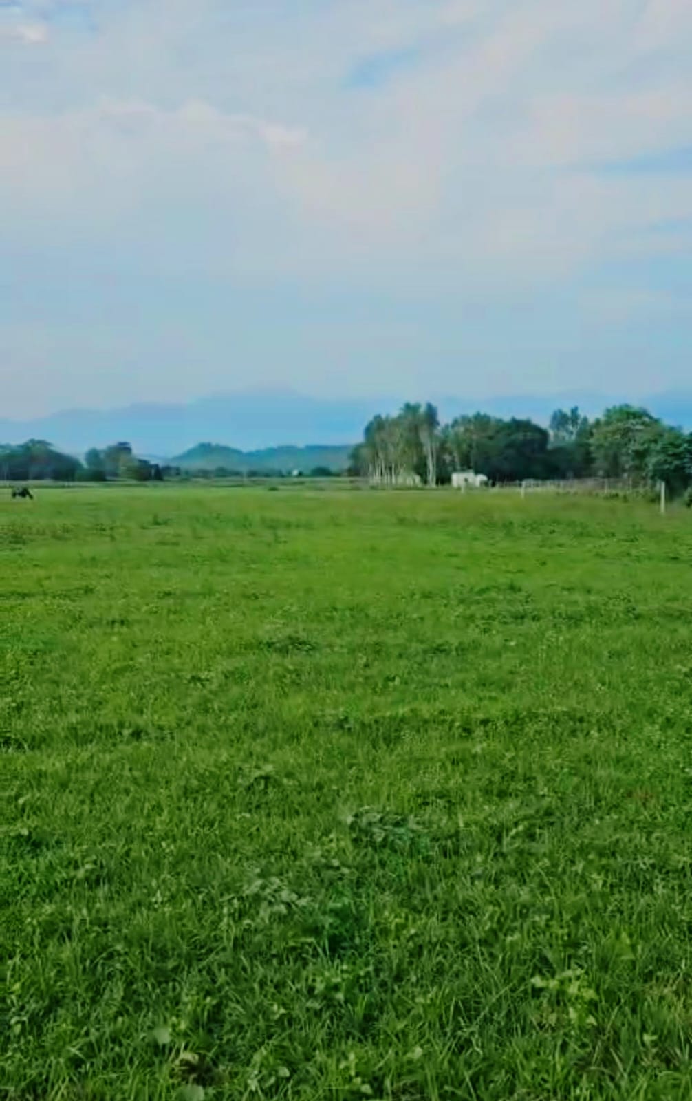 72 Bigha of premium land for sale in Bail Parao Village