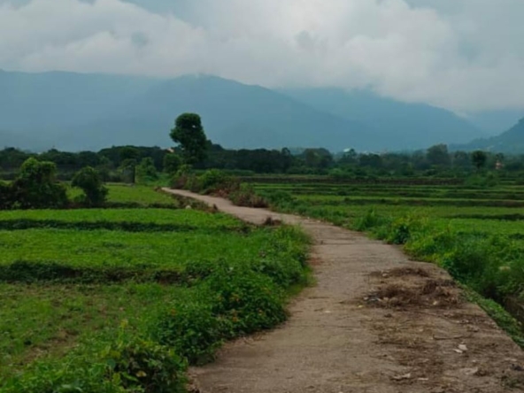 7 bigha land for sale -kotabagh