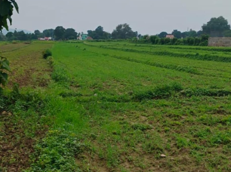 7 bigha land for sale -kotabagh