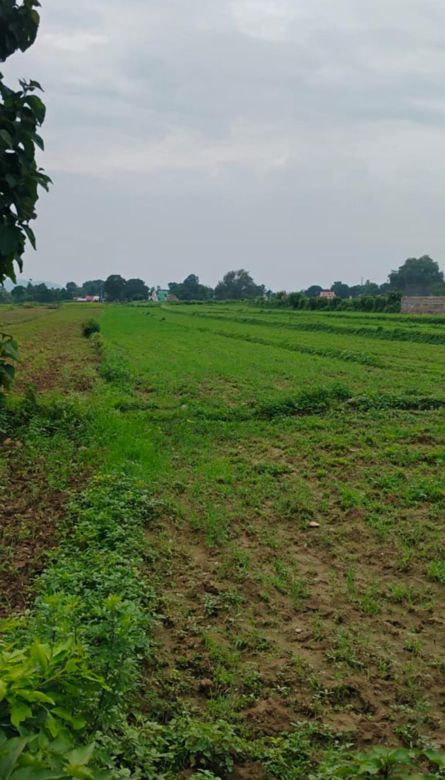 7 bigha land for sale -kotabagh