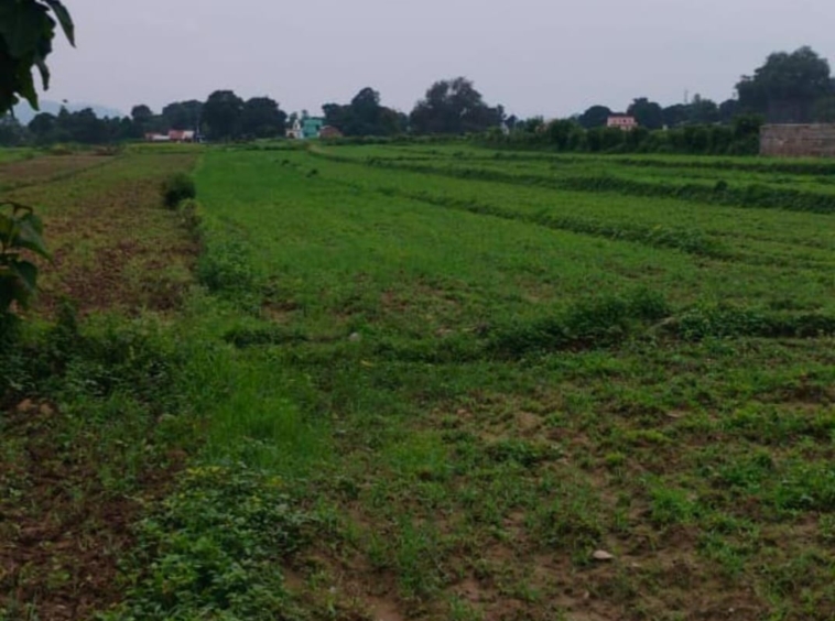 7 bigha land for sale -kotabagh