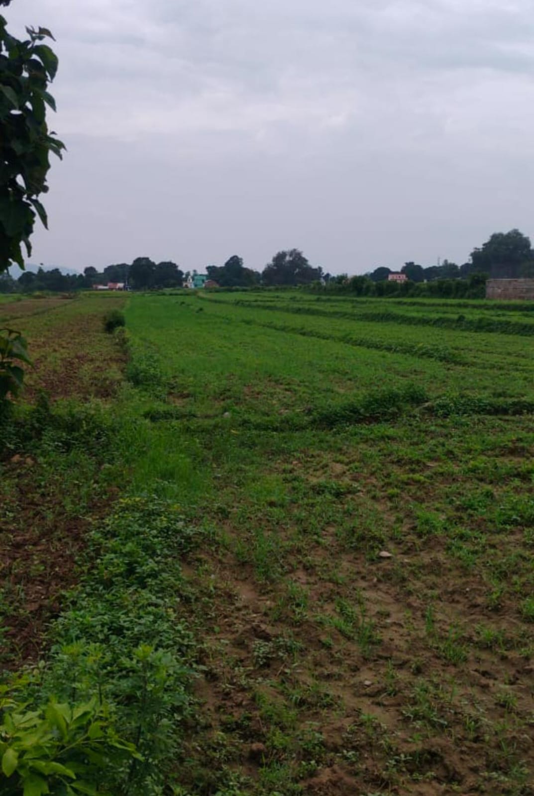 7 bigha land for sale -kotabagh