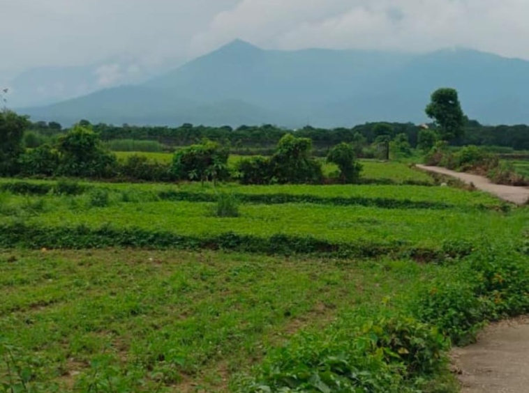 7 bigha land for sale -kotabagh