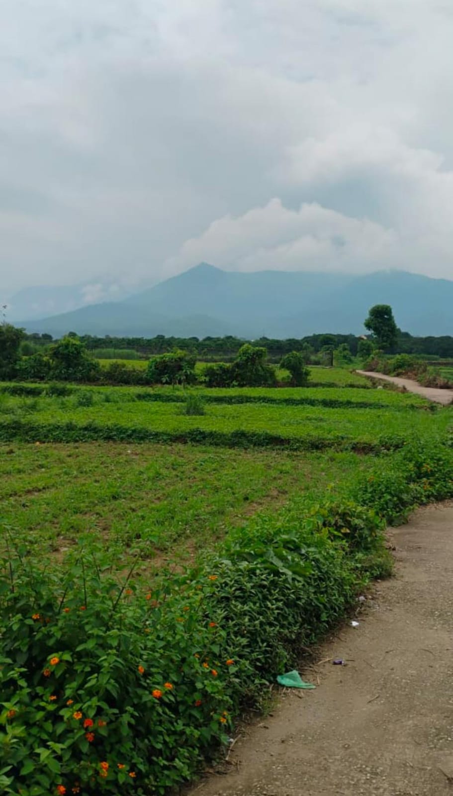 7 bigha land for sale -kotabagh
