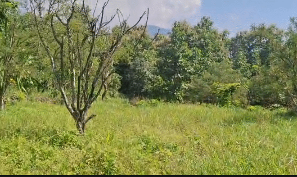 7 Bigha Land for Sale – Kaliajala Village, Kotabagh