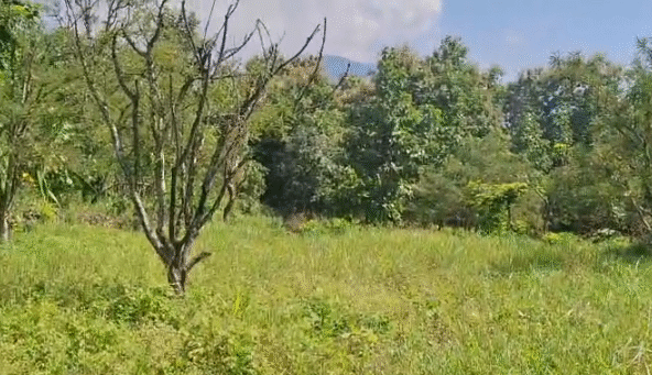 7 Bigha Land for Sale – Kaliajala Village, Kotabagh
