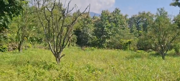 7 Bigha Land for Sale – Kaliajala Village, Kotabagh
