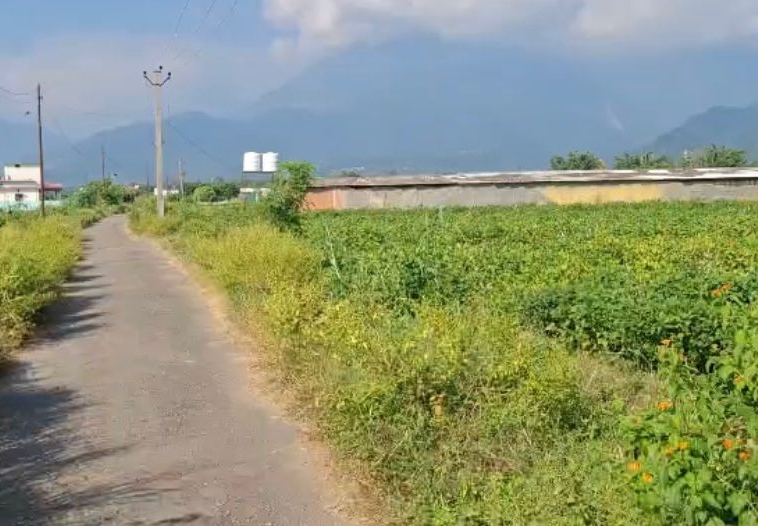 7 Bigha Land for Sale – Kaliajala Village, Kotabagh
