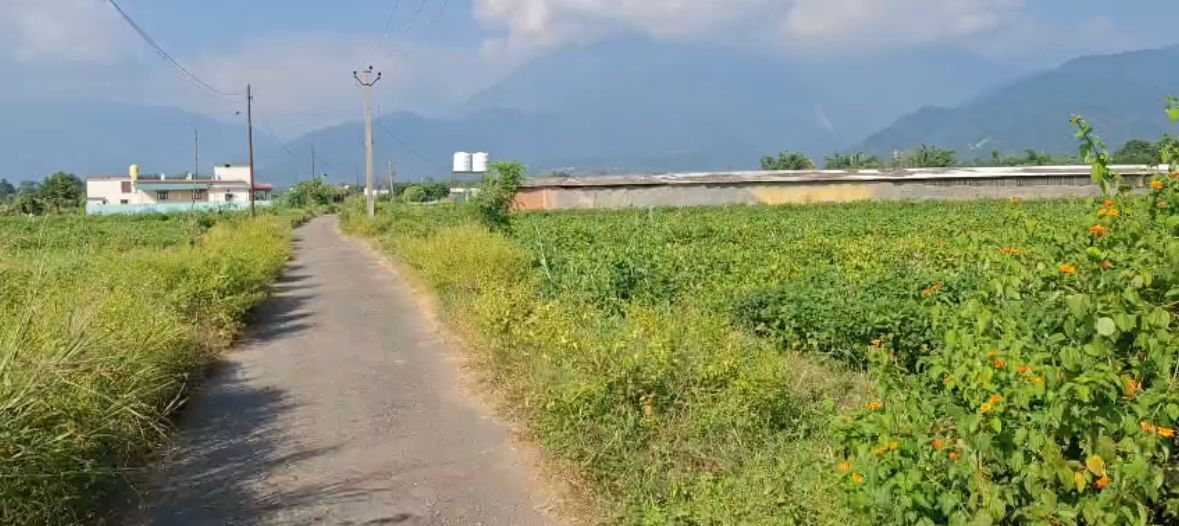 7 Bigha Land for Sale – Kaliajala Village, Kotabagh