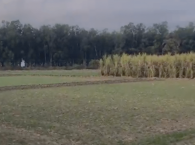 8 Acre Land for Sale in Kehripur Jungle, Kalaghar