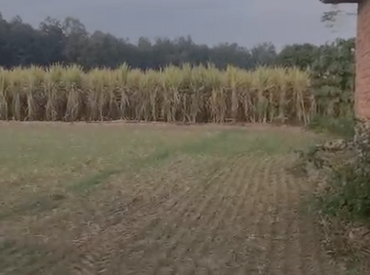 8 Acre Land for Sale in Kalaghar