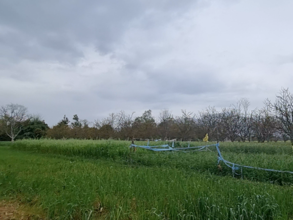 4 bigha Land for Sale in Kalayankpur Village