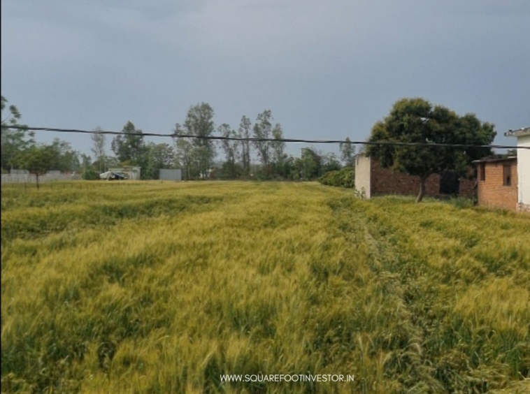 30 Bigha Land Bank in Jim Corbett