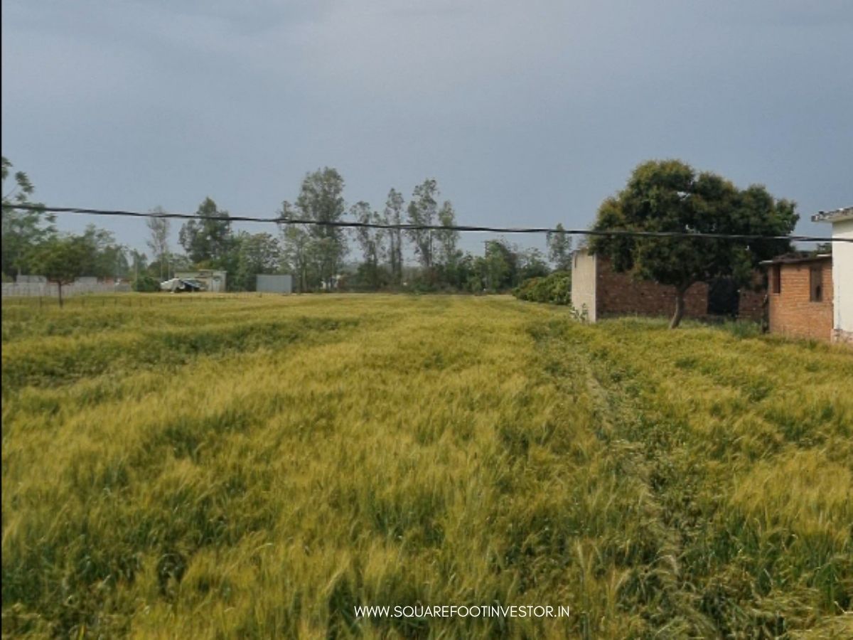 30 Bigha Land Bank in Jim Corbett
