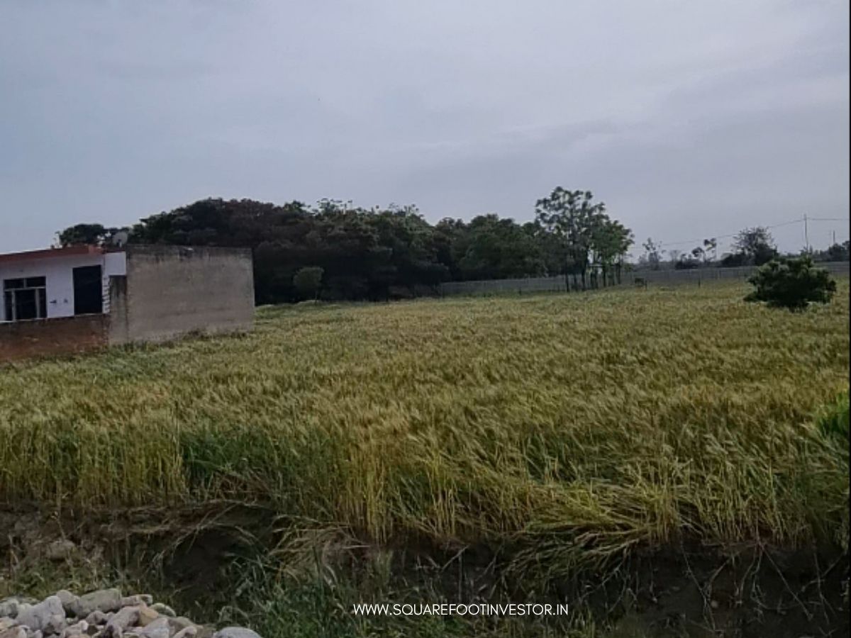 30 Bigha Land Bank in Jim Corbett