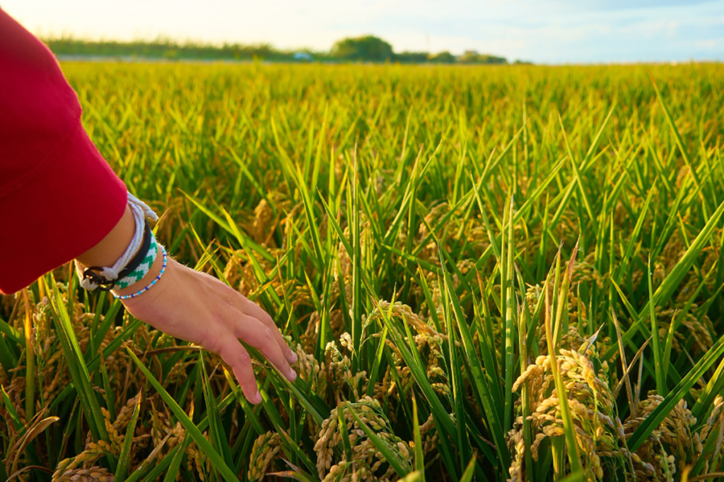 How to Buy a Plot in Uttarakhand